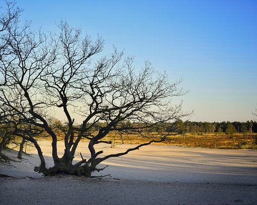 Loonse- und Drunense-Dünen