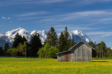 Printemps dans la lande de pins près de Farchant