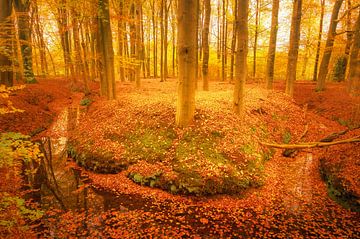 Beek in een herfstbos tijdens een herfstdag van Sjoerd van der Wal Fotografie