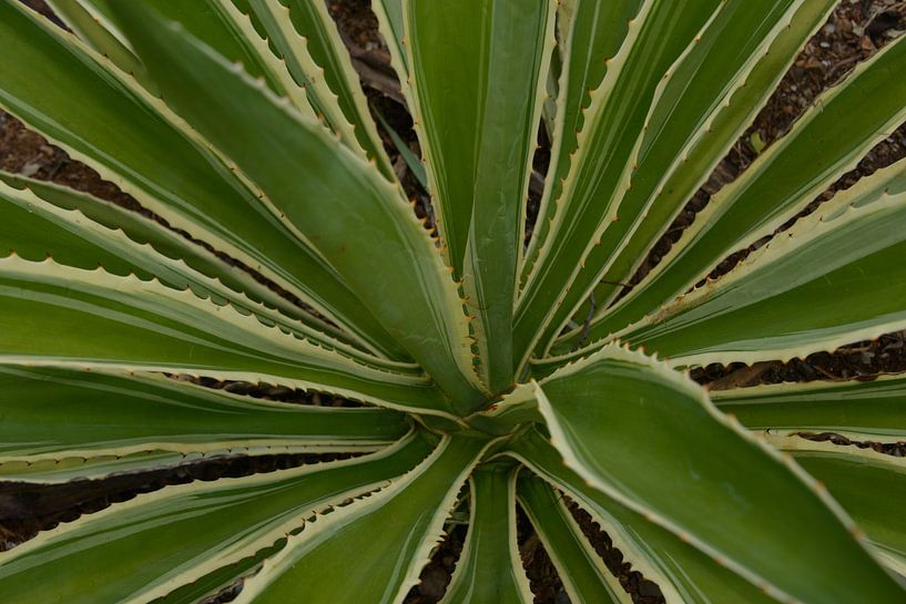 Plante d'aloès par Europhoto Netherlands