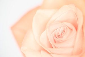 Fleur "High key" Couleur 3