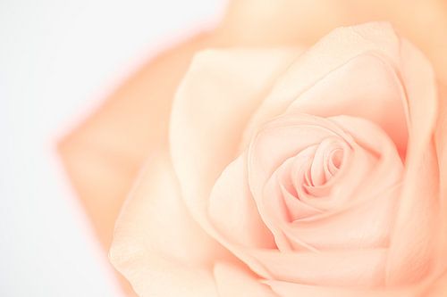 "High key" flower color 3