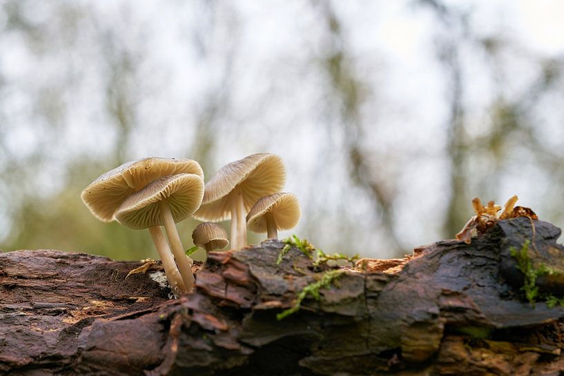 Helminths on a dead tree trunk in the forest by Heiko Kueverling