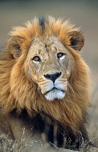 Portret van een leeuw van Nature in Stock