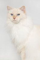 Cream point ragdoll op lichte achtergrond