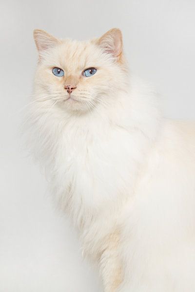 Cream point ragdoll op lichte achtergrond van Dagmar Hijmans