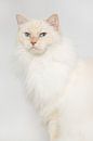 Cream point ragdoll op lichte achtergrond van Dagmar Hijmans thumbnail