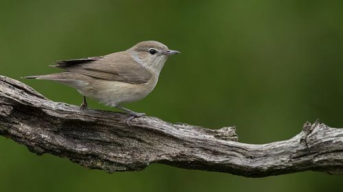 Tuinfluiter op een tak