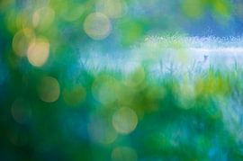 Kreatives Frühlingsfoto eines Rehs in einem offenen Feld