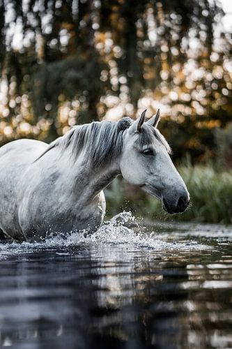 Paard in Beweging Ritmiek van het Water van Femke Ketelaar