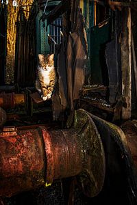Katze in Bewegung
