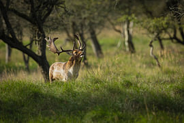 Damhirsch