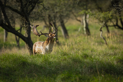 Fallow deer