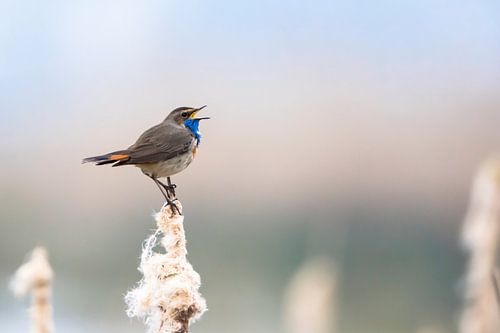 Blauwborst in het riet