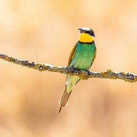 Mangeur d'abeilles, Merops apiaster.