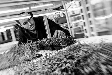 Phood Farm, Eindhoven En vedette