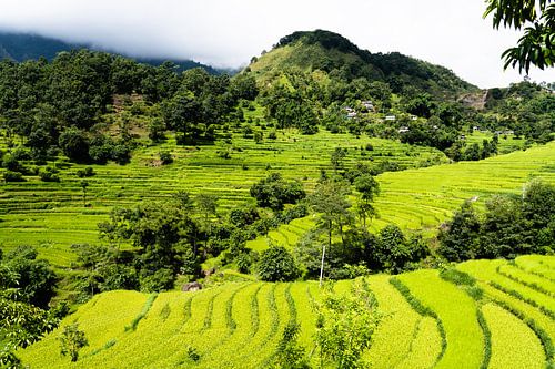 Rijstvelden in Nepal Annapurna regio