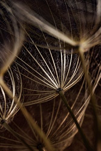 Goud - bruine Morgenster in het licht
