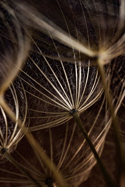Le Tragopogon brun-or à la lumière par Marjolijn van den Berg