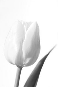 Witte tulp in zwart wit