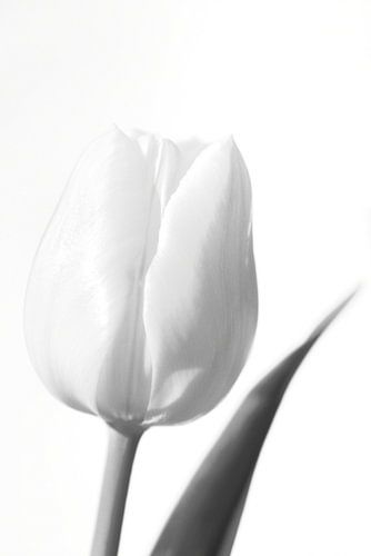 Witte tulp in zwart wit