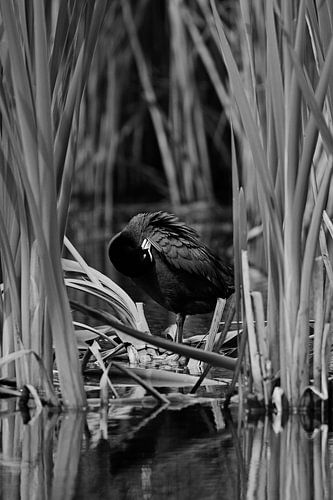 Coot – black and white, preening in the reeds