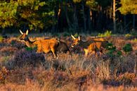 Red deer on the heath by Anton de Zeeuw thumbnail