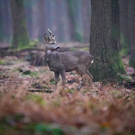 Reebok von Tom Zwerver