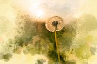 Sunny Dandelion