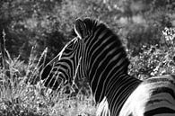 Zebra in schwarz-weiß von Johnno de Jong Miniaturansicht
