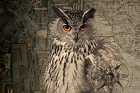 European eagle owl and more