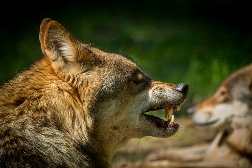 Grommende wolf in Duitsland, close-up portret