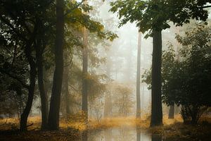 Nebliges Waldland