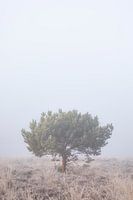Rest in the fog