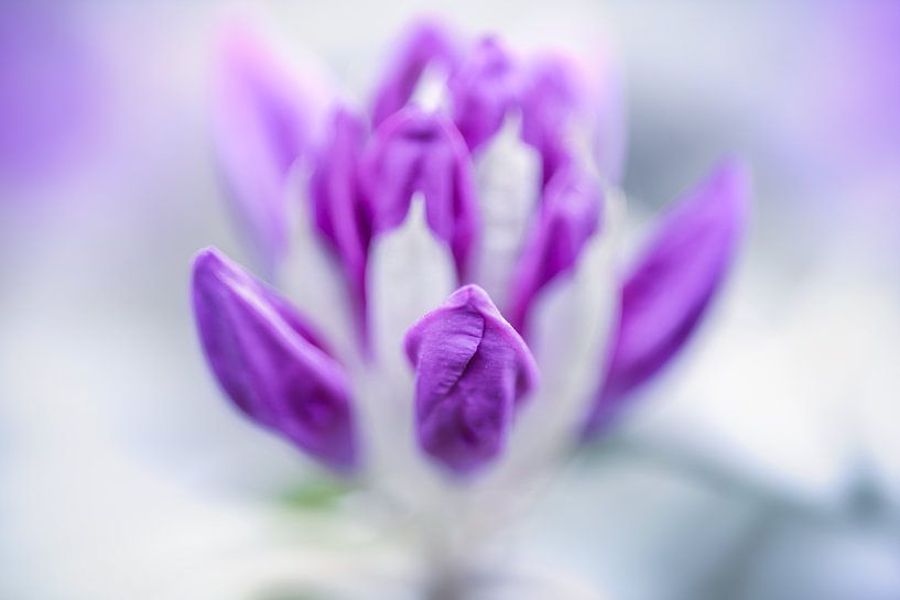 Rêves de fleurs - bourgeon de rhododendron par Gentleman of Decay