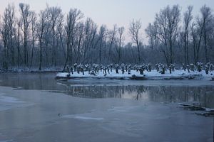 Biesbosch in de winter sur Michel van Kooten