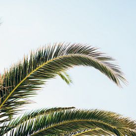 Groene palmbomen tegen de blauwe hemel van Milou Emmerik