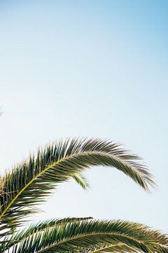 Groene palmbomen tegen de blauwe hemel van Milou Emmerik