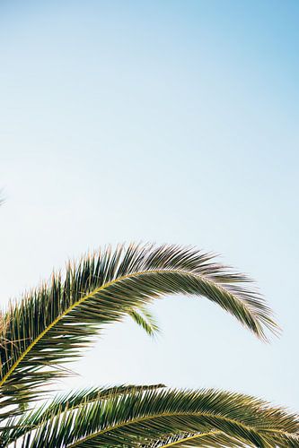 Groene palmbomen tegen de blauwe hemel