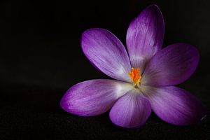 Crocus elfique fleur Macro