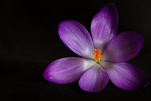 Elf crocus flower macro by Salke Hartung