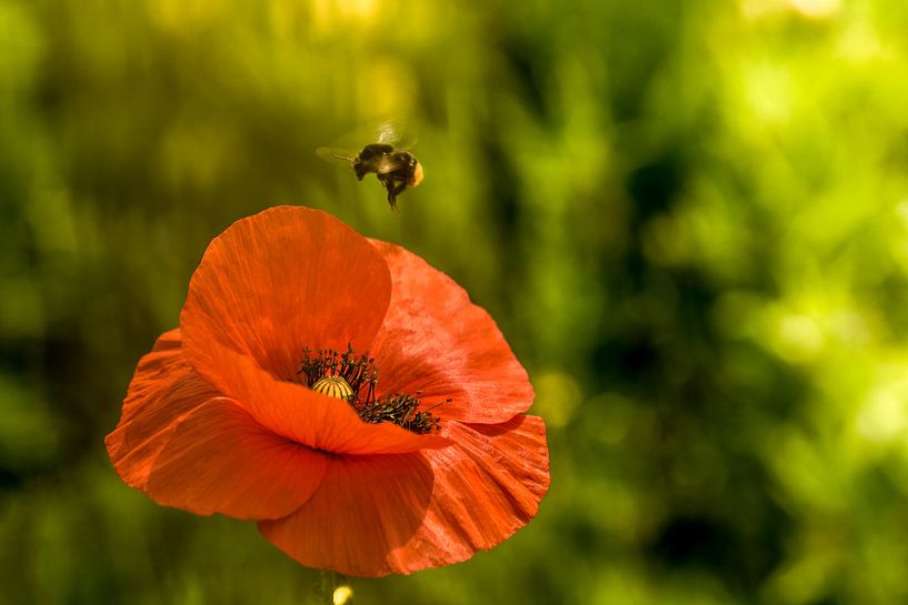 Poppy par Kurt Krause