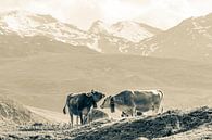 Vaches sur l'alpage en Suisse - Monochrome par Werner Dieterich Aperçu