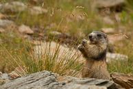 Marmot is gras aan het eten in de alpen van Paul Wendels thumbnail