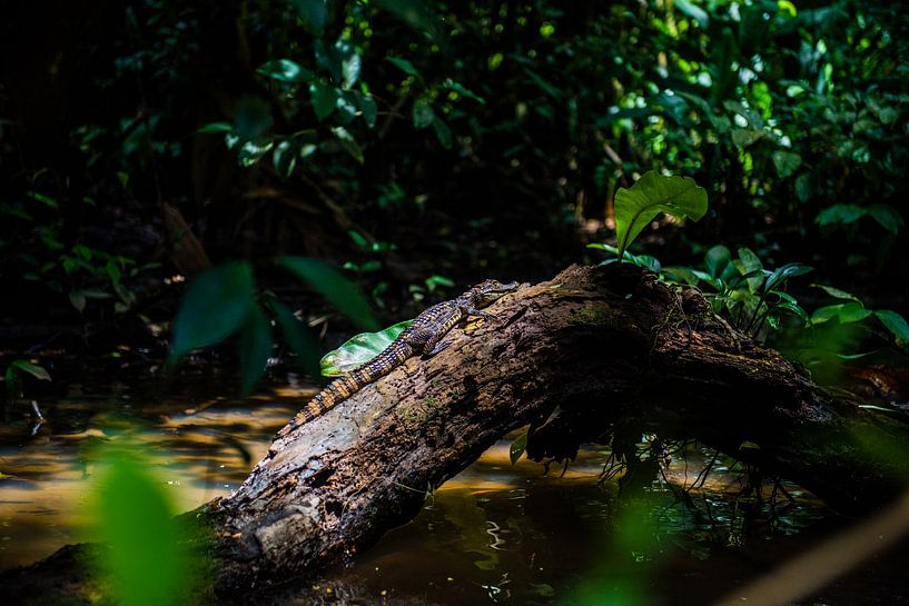 Kaimaninseln, Costa Rica von Sander Verhoeven