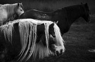 Pferde in Schiermonnikoog I von Luis Boullosa Miniaturansicht