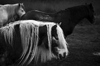 Paarden in Schiermonnikoog I