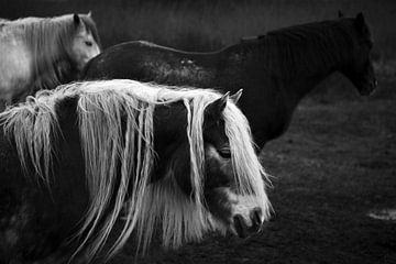 Paarden in Schiermonnikoog I van Luis Boullosa