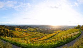 Weitläufiges Panorama der Weinberge am Kappelberg bei Stuttgart. von Jiri Viehmann