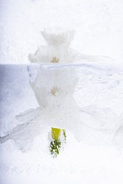 Witte narcissen in ijs 2 van Marc Heiligenstein